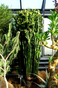 Euphorbia trigona - Wilhelma Zoo - Stuttgart, Germany - DSC01714