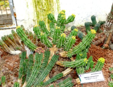 Euphorbia submamillaris - Orto botanico - Rome, Italy - DSC00088