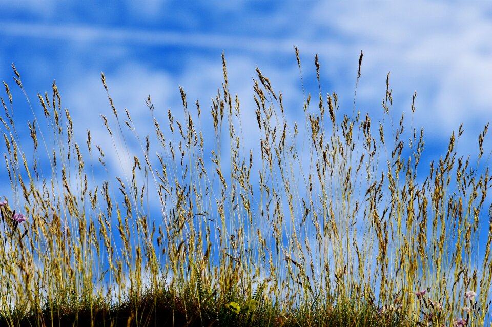Grass nature cloudy