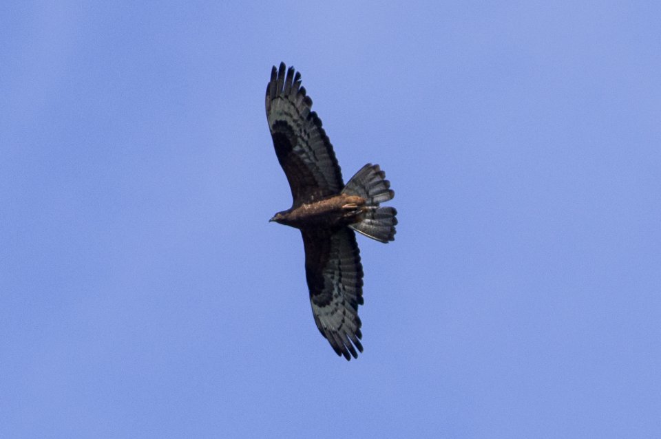 European honey buzzard (Pernis apivorus)
