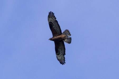 European honey buzzard (Pernis apivorus)
