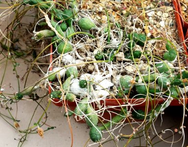 Euphorbia stapeliodes - RSA 5