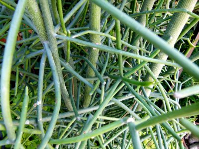 Euphorbia tirucallii 2