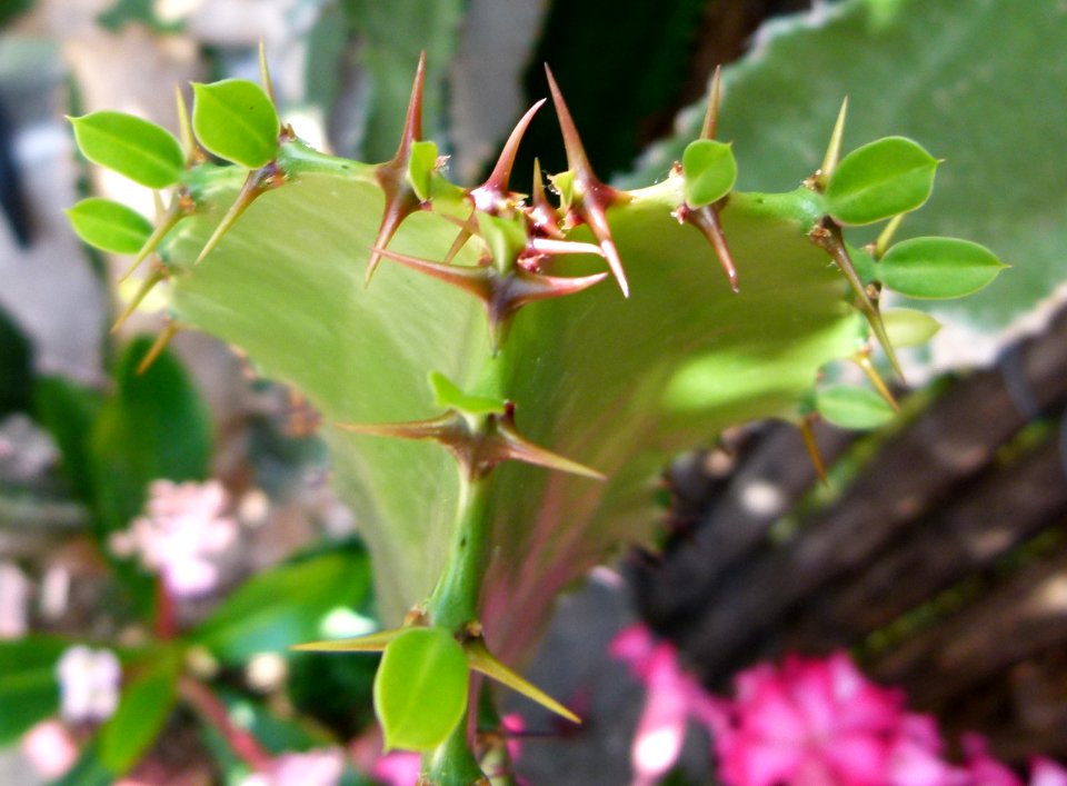 Euphorbia triangularis serres du Jardin du Luxembourg 2