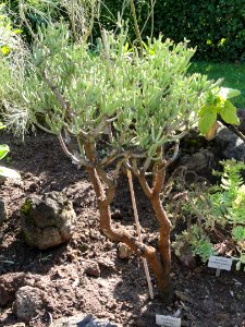 Euphorbia aphylla - Botanischer Garten, Frankfurt am Main - DSC02366