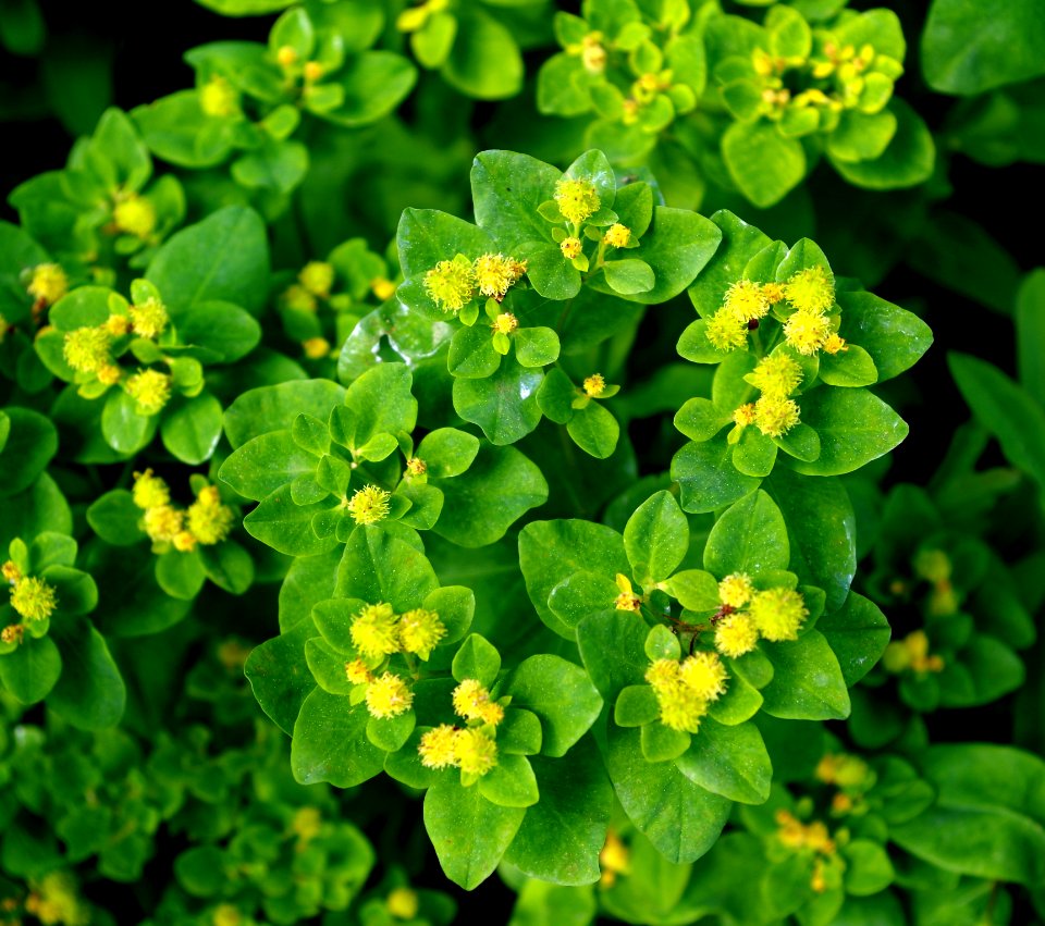 Euphorbia - Jardins de Bagatelle