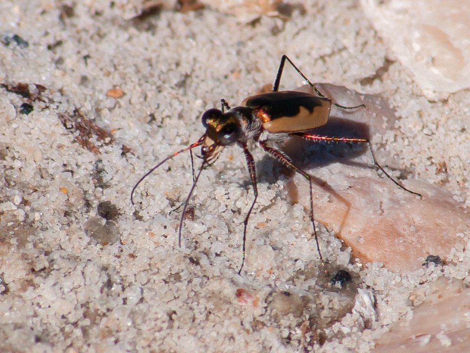 Eunota togata globicollis in mangrove 3