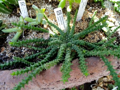 Euphorbia albipollinifera - Lyman Plant House, Smith College - DSC04319