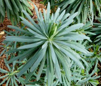 Euphorbia - Jardin Agronomique Tropical