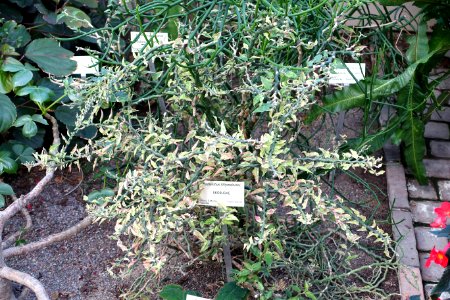 Euphorbia tithymaloides (Pedilanthus tithymaloides) - Bergianska trädgården - Stockholm, Sweden - DSC00474