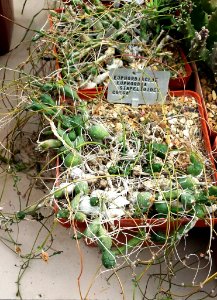 Euphorbia stapeliodes - RSA 4