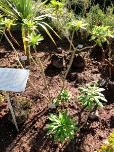 Euphorbia stygiana - Botanischer Garten, Frankfurt am Main - DSC02363