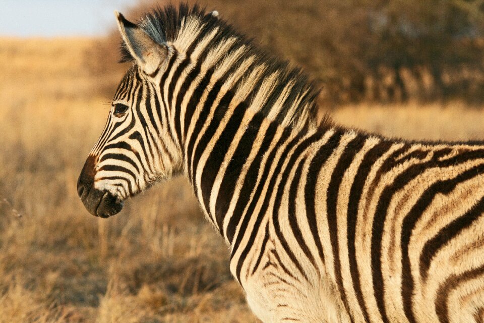 Young game wildlife