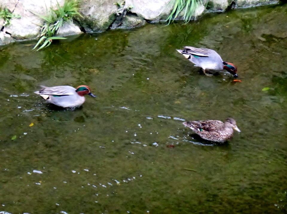 Eurasian Teal, Japan