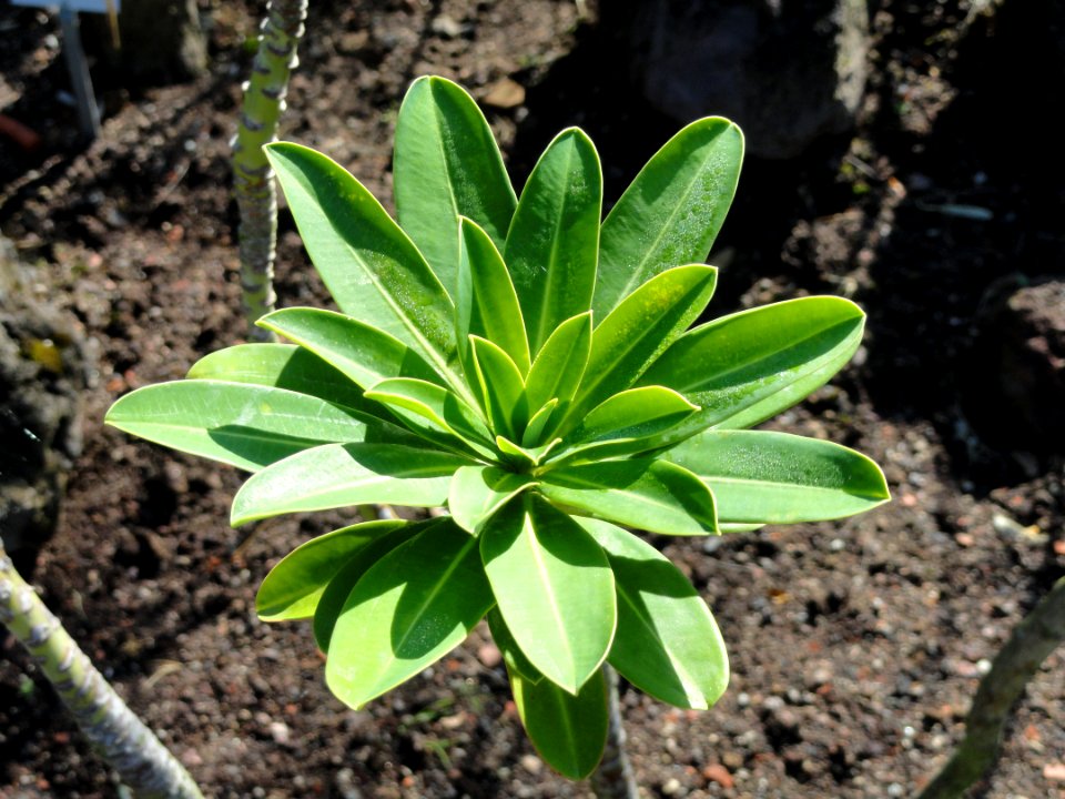 Euphorbia stygiana - Botanischer Garten, Frankfurt am Main - DSC02364