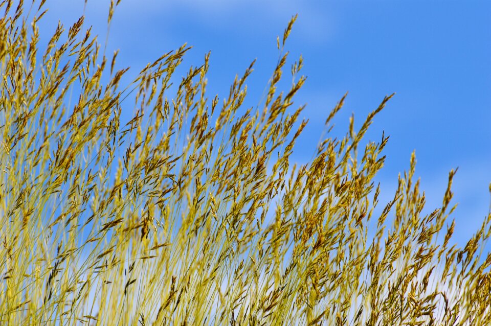 Grass nature cloudy