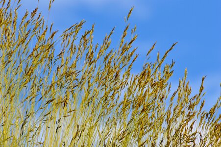 Grass nature cloudy photo