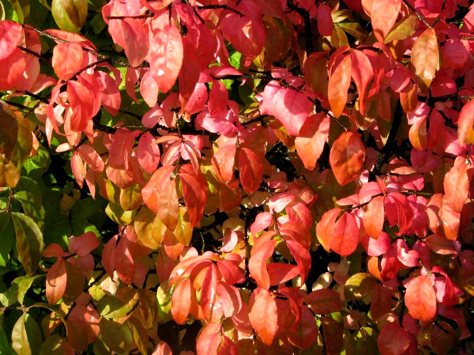 Euonymus verrucosus 7113