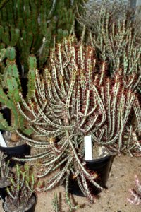 Euphorbia aeruginosa - Botanischer Garten - Heidelberg, Germany - DSC01336