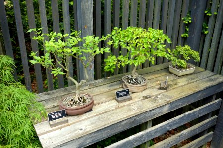 Euonymus alata, Carpinus turczaninowii, & unlabelled bonsai - Dawes Arboretum - DSC02998