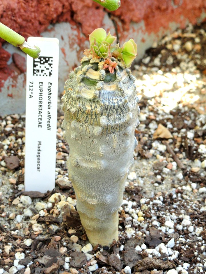 Euphorbia alfredii - Lyman Plant House, Smith College - DSC04301