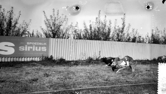 Europees kampioenschap windhondenrennen te Amsterdam, finish Greyhound reuen, Bestanddeelnr 910-6875