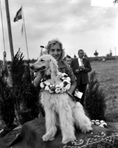 Europees kampioenschap windhondenrennen te Amsterdam, Europees kampioen bij de A, Bestanddeelnr 910-6876