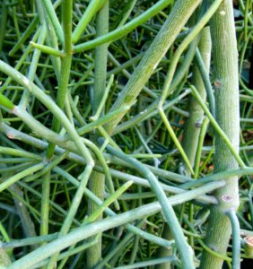 Euphorbia tirucallii