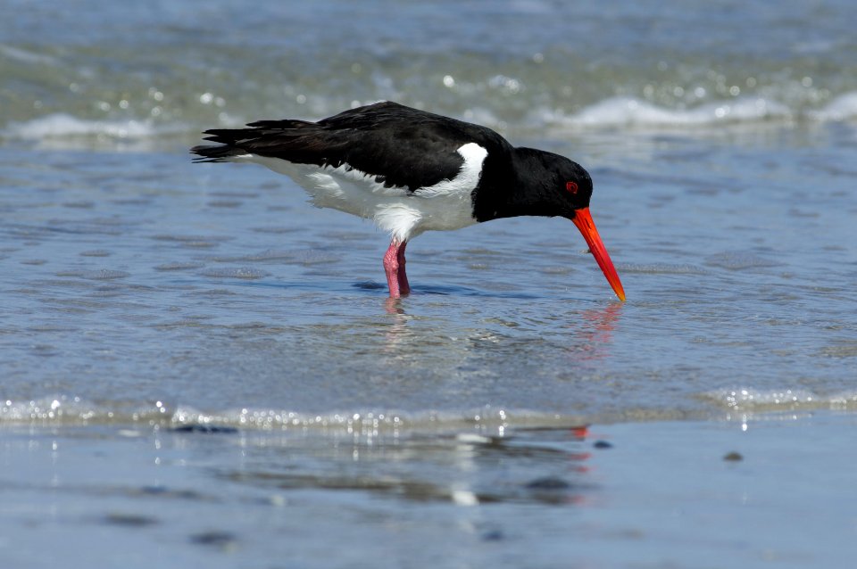 Eurasian oystercatcher (Haematopus ostralegus)