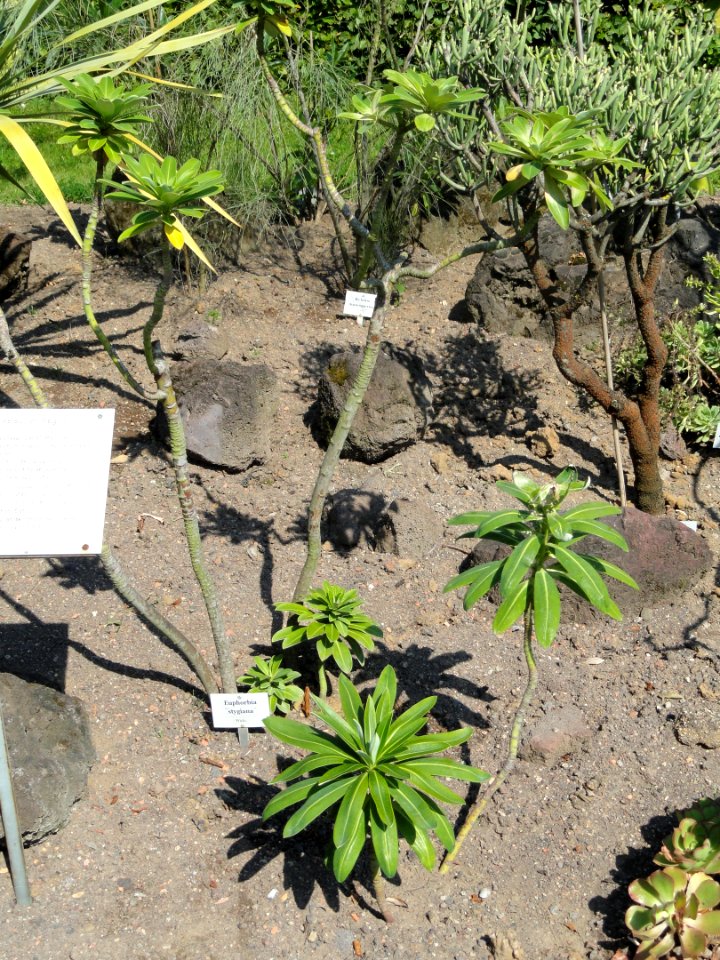 Euphorbia stygiana - Botanischer Garten, Frankfurt am Main - DSC03147