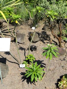Euphorbia stygiana - Botanischer Garten, Frankfurt am Main - DSC03147