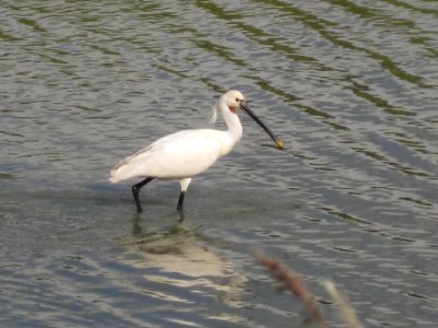 Eurasian Spoonbill (Platalea leucorodia), Huissen, the Netherlands