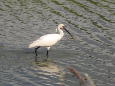 Eurasian Spoonbill (Platalea leucorodia), Huissen, the Netherlands photo