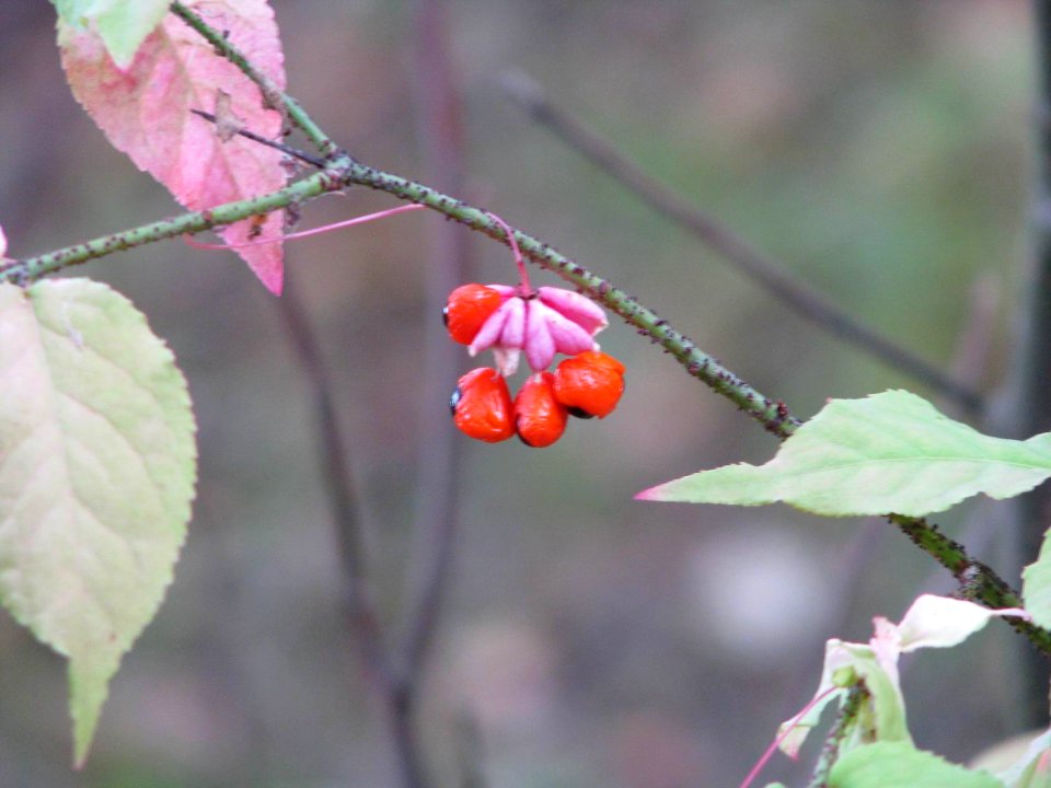 Euonymus verrucosus 9154