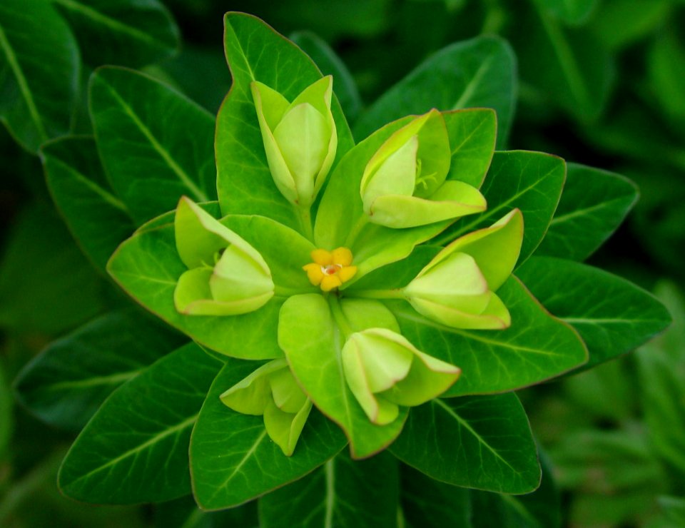 Euphorbia togakusensis in Mount Sannomine 2002-06-16
