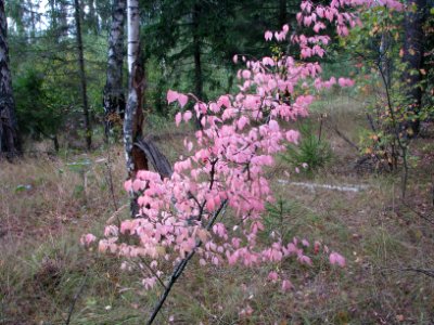 Euonymus verrucosus 9149