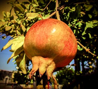 Healthy organic garden
