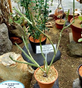 Euphorbia xylophylloides - Food and Agriculture Museum - Setagaya, Tokyo, Japan - DSC09849