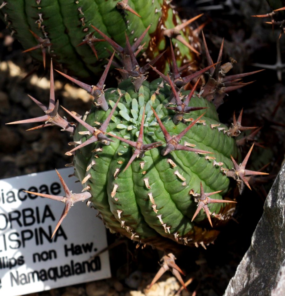 Euphorbia stellispina Prague 2012 1