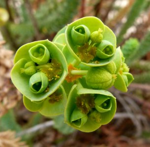 Euphorbia amygdaloides 2