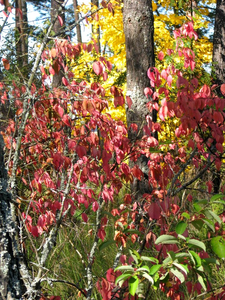 Euonymus verrucosus 7131