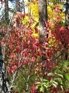 Euonymus verrucosus 7131