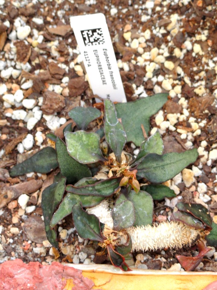 Euphorbia francoisii - Lyman Plant House, Smith College - DSC04303