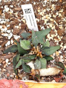 Euphorbia francoisii - Lyman Plant House, Smith College - DSC04303