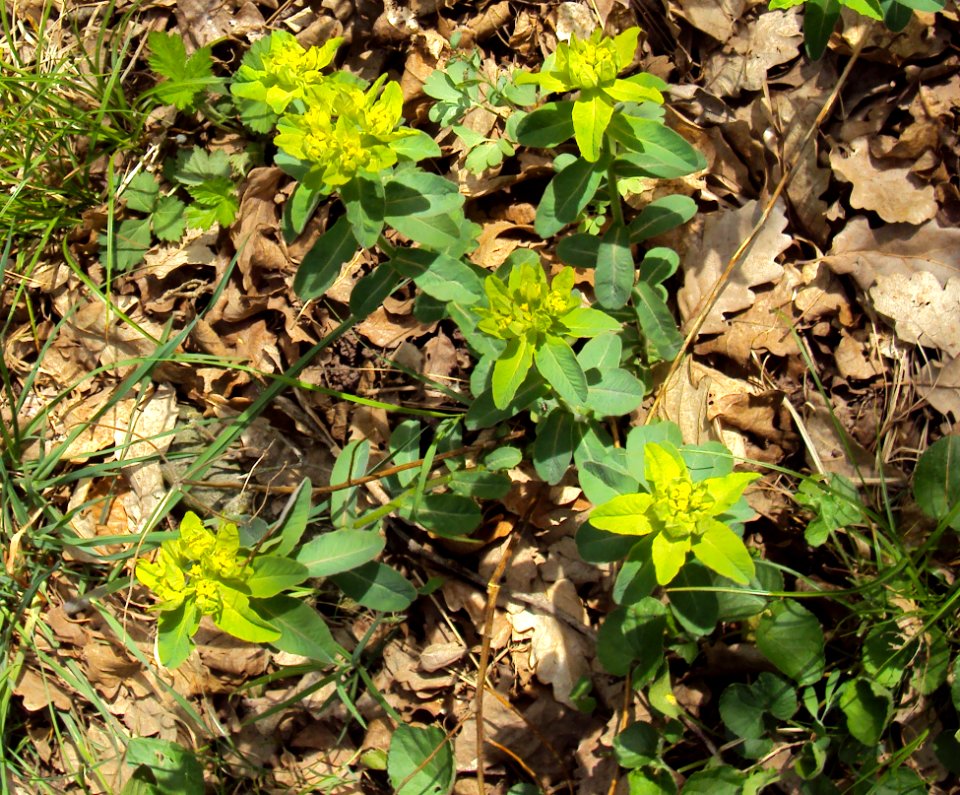 Euphorbia epithymoides Podkomorské lesy