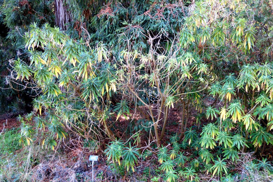 Euphorbia mellifera - San Francisco Botanical Garden - DSC09809