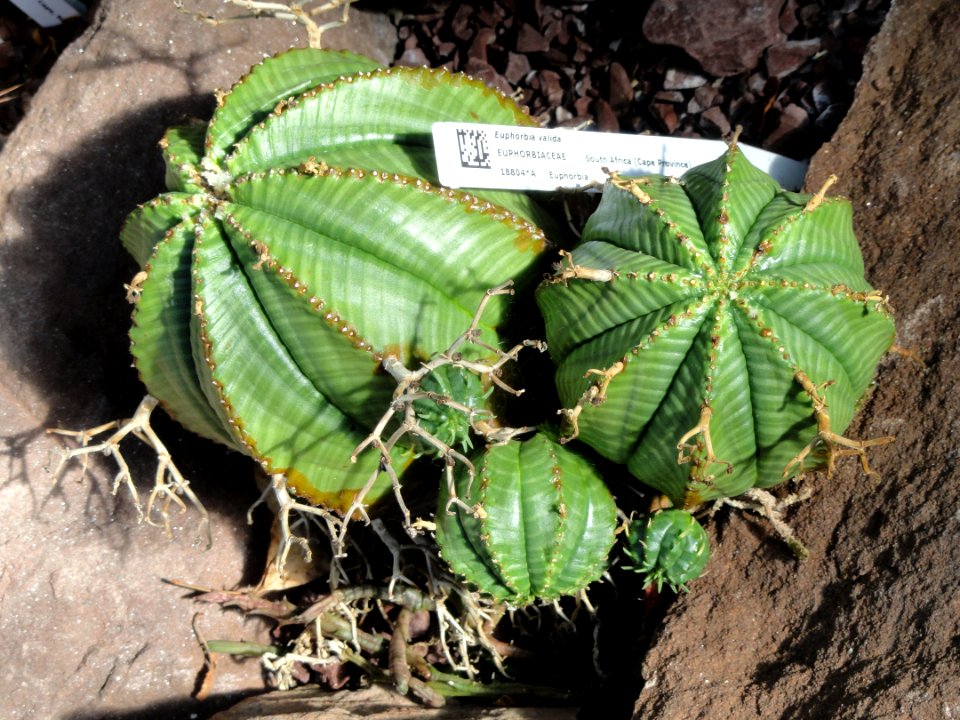Euphorbia meloformis subsp. valida (Euphorbia valida) - Lyman Plant House, Smith College - DSC04298