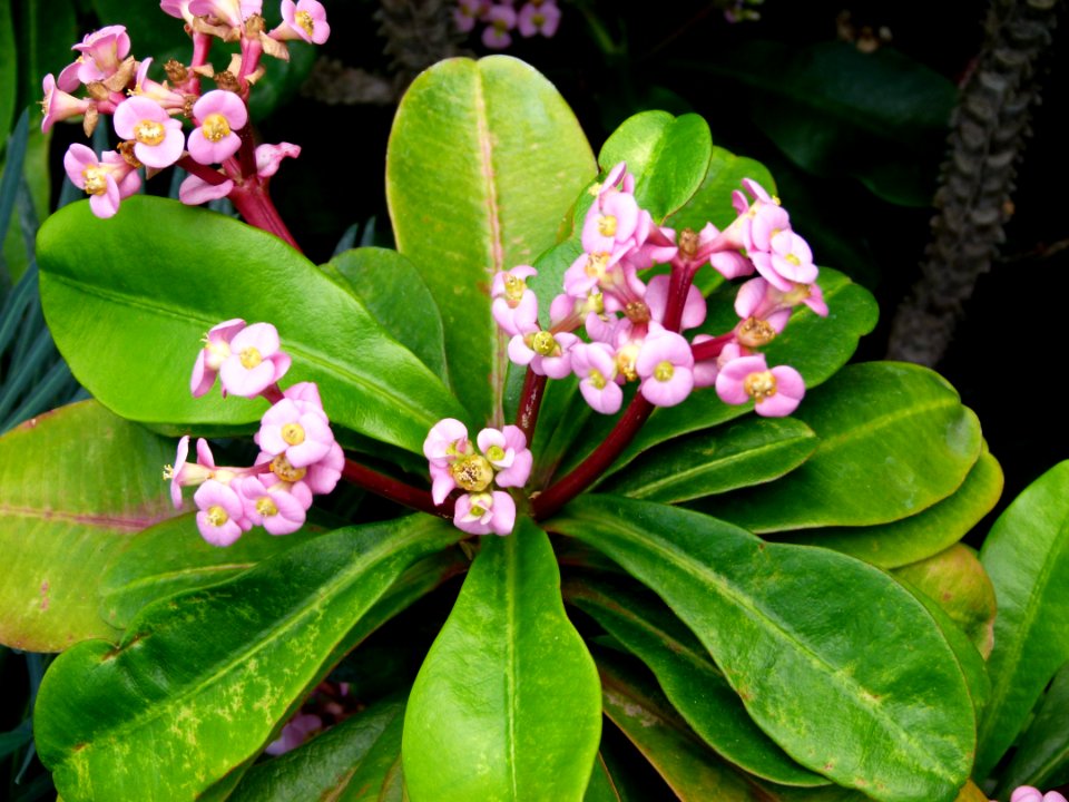Euphorbia lophogona 2c