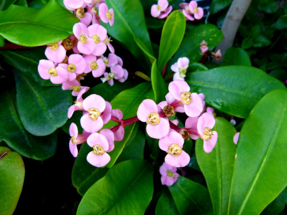 Euphorbia lophogona serres Luxembourg