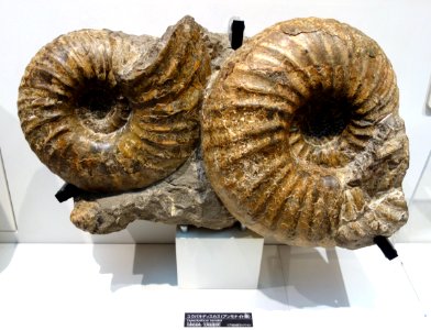 Eupachydiscus haradai - National Museum of Nature and Science, Tokyo - DSC06942